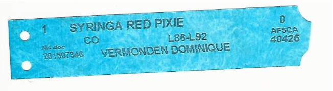 Syringa Red Pixie 0001.jpg